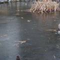 写真: 池の氷に松ぼっくり