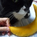 写真: 06_30猫バナナ