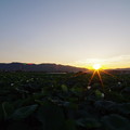 写真: 蓮田の夕陽