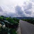 写真: レンコン畑の道