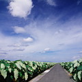 写真: レンコン畑の白日夢
