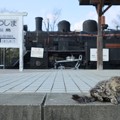 写真: 猫と機関車