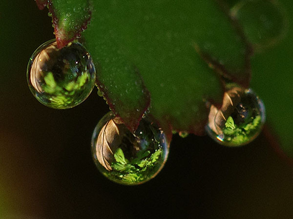 葉っぱを映し込む水滴