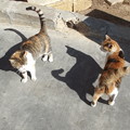 写真: ゴゾ島のネコ0505