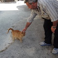 写真: ゴゾ島のネコ0505