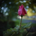 写真: La vie en rose
