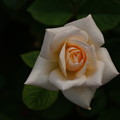 写真: とりたてのバラ
