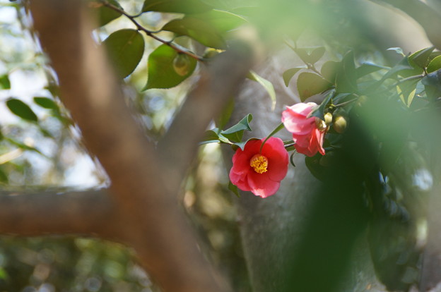 写真: 花椿のほほえみ