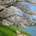 乙川と桜