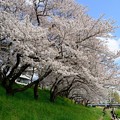 乙川の桜
