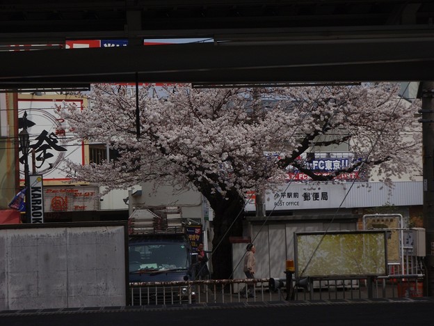写真: 風景 - 小平駅前の桜