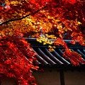写真: 秋の二尊院
