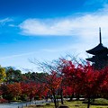 写真: 秋の東寺