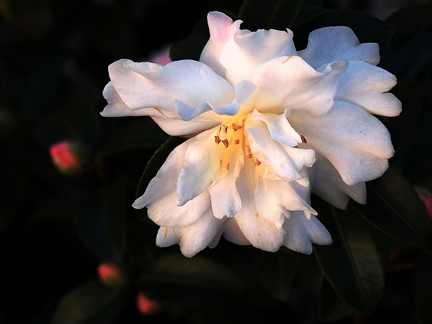 写真: 西本願寺の白い花