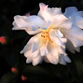 写真: 西本願寺の白い花