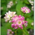 写真: ミゾソバ　野に咲く花の写真館 1115 0155 ? 説明