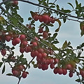 写真: 1229　リンゴ　ヒメリンゴ 1