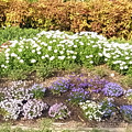 写真: 花壇 ノースポール オタフクナンテン 0430 121