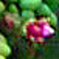 写真: タマツヅリ グリーンネックレス 花 ベンケイソウ科 セダム属 0514 002