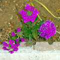 写真: バーベナ 紫 クマツヅラ科 0516 200 ?