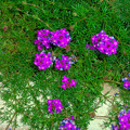 写真: バーベナ 紫 クマツヅラ科 0516 198