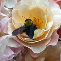 写真: 0603　バラ  ハチ　ググる 違い 2