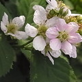 写真: ブラックベリー　花 バラ科　キイチゴ属　0614 144