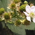 ブラックベリー　花 バラ科　キイチゴ属　0614 145