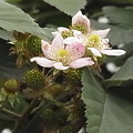 写真: ブラックベリー　花 実 バラ科　キイチゴ属　0614 125