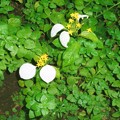 写真: コンロンカ　ハンカチの花 アカネ科 コンロンカ属 0715 057