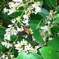 写真: 0603 ネズミモチ 花 ハチ 139