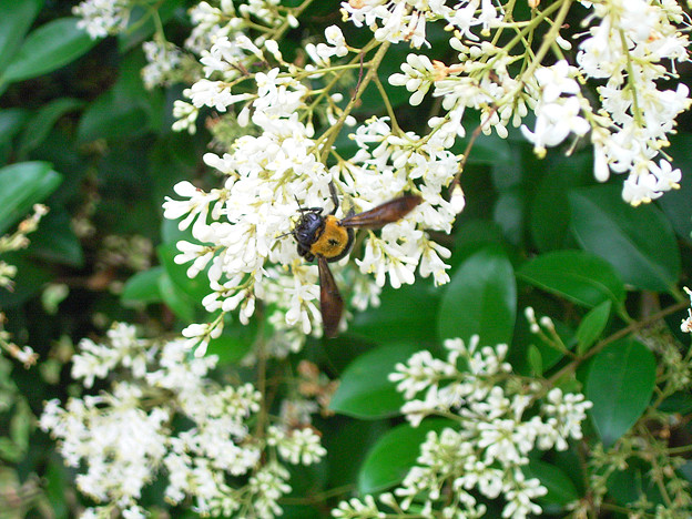 写真: 0603 ネズミモチ 花 ハチ 144