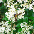 写真: 0603 ネズミモチ 花 ハチ 144
