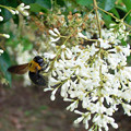 写真: 0603 ネズミモチ 花 ハチ 150