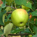 写真: 0806 リンゴ 実 バラ科 リンゴ属 11