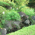 写真: ユリ　タカサゴユリ 庭園 岩 0818 086