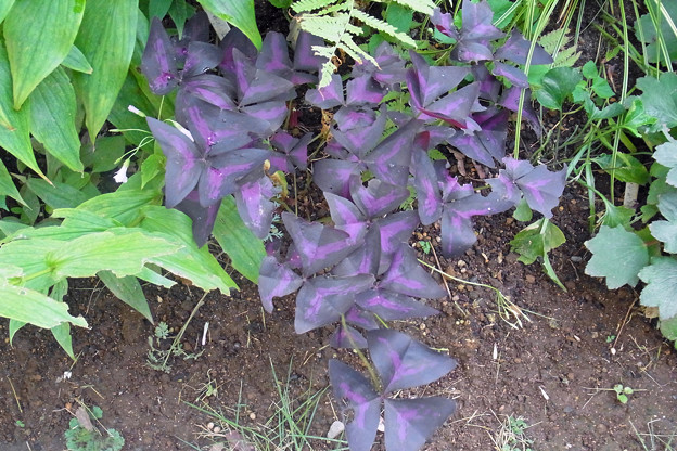 0814　オキザリス　紫の舞 カタバミ科