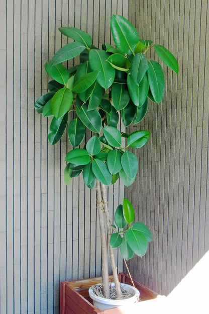 0822 インドゴムノキ ゴムの木 観葉植物 クワ科 425
