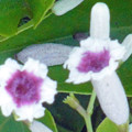 写真: 0910　ヘクソカズラ サオトメバナ 花 アカネ科　ヘクソカズラ属 50