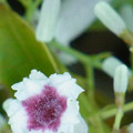 写真: 0910　ヘクソカズラ サオトメバナ 花 アカネ科　ヘクソカズラ属 54