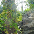 0912 ヒカゲヘゴ ヘゴ科 ラン 熱帯植物 624