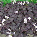 写真: オキザリス 紫の舞 カタバミ科 0904 848