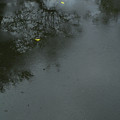 写真: 秋雨