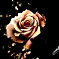 写真: 「リメイクの薔薇・・」 です・・・・・