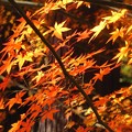 写真: 「晩秋の・・紅葉・・」 です・・・