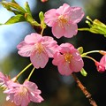 写真: 「河津桜・・・・・」 です・・・・