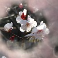 写真: 「杏の花・・ 」です・・・