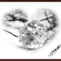 写真: 「桜のモノクロ・・アレンジ画像・・」 ・・・・