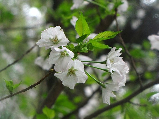 写真: 「大島桜」 です・・・・・