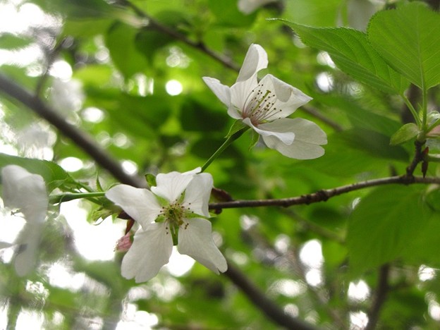 写真: 「大島桜」 です・・・・